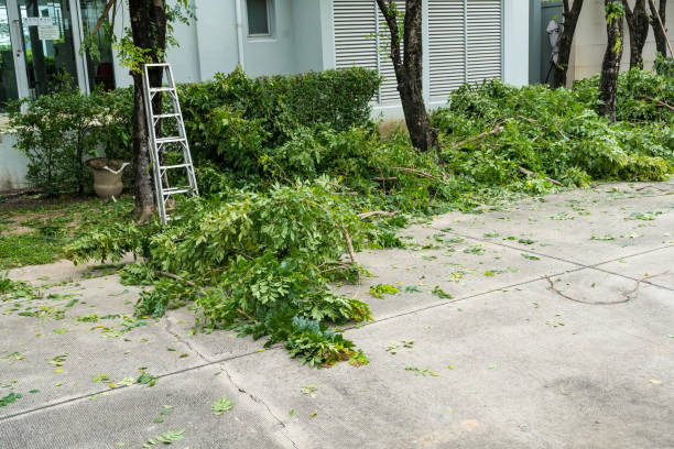 Emergency Storm Tree Removal in Belleair Beach, FL